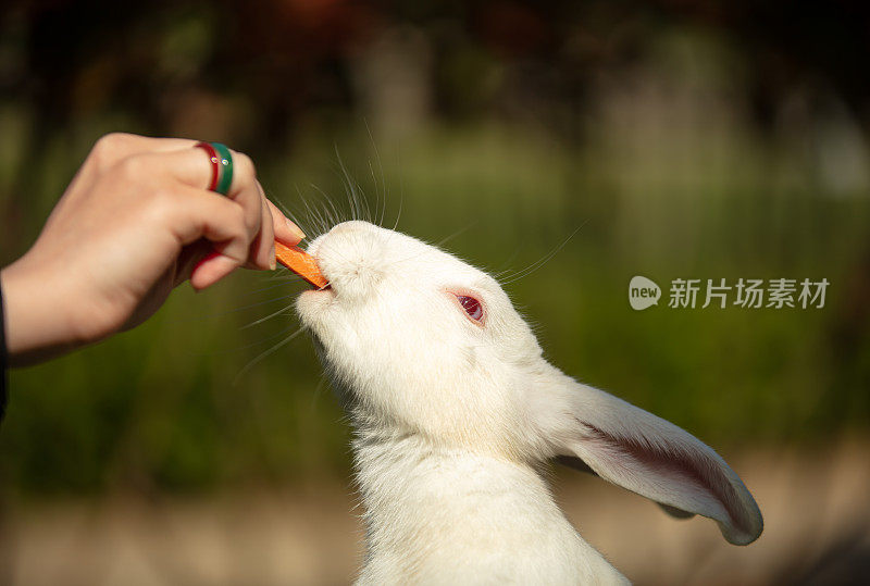 White bunny is eating  a carrot.